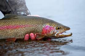 59966153_854966950243_2374303971868147712_n